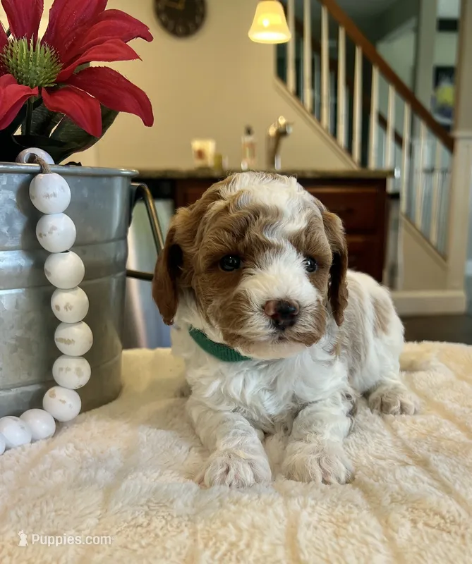 Leo - Mini – Miniature Goldendoodle puppy for sale in Warsaw, NY