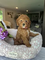 Gracie - Mini, a female Miniature Goldendoodle for sale in Warsaw, NY – 3 of 4