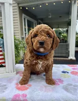 Henry - Mini, a male Miniature Goldendoodle for sale in Warsaw, NY – 3 of 4