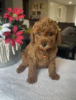 Rylie - Mini, a male Miniature Goldendoodle for sale in Warsaw, NY – 4 of 4