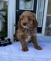 Milo - Mini, a male Miniature Goldendoodle for sale in Warsaw, NY – 2 of 2