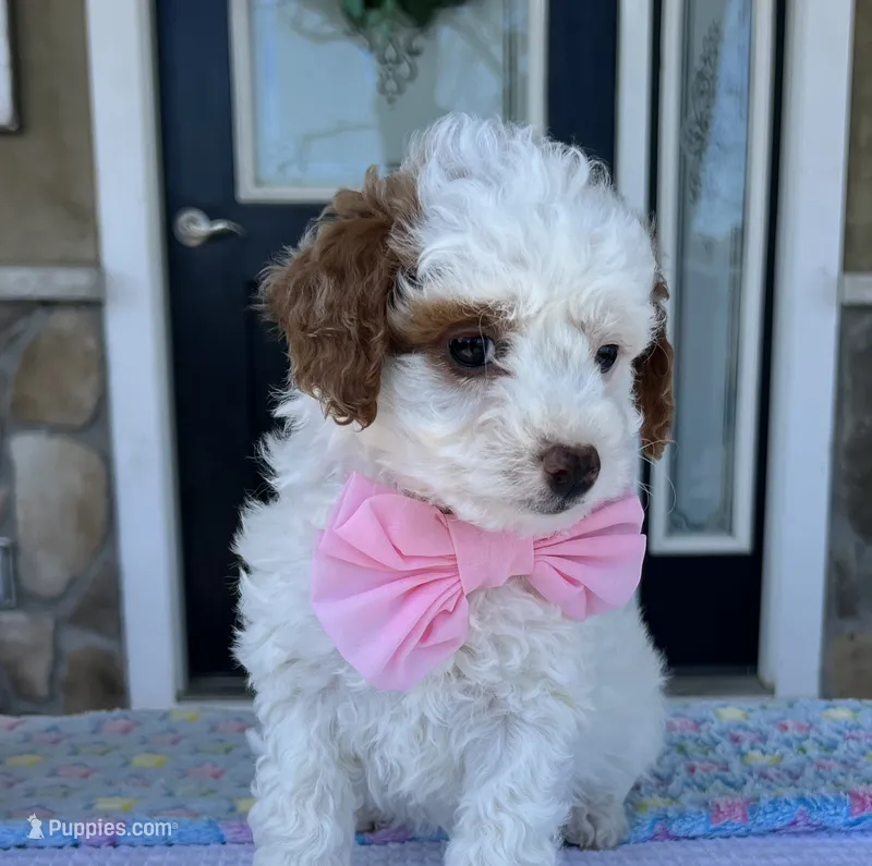 Maizy - Mini – Miniature Goldendoodle puppy for sale in Warsaw, NY