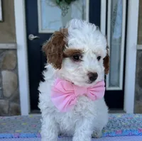 Maizy - Mini, a female Miniature Goldendoodle for sale in Warsaw, NY – 1 of 4