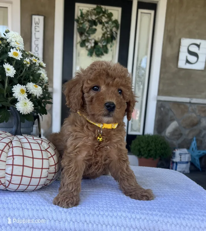 Salem - Mini – Miniature Goldendoodle puppy for sale in Warsaw, NY