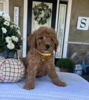 Salem - Mini, a female Miniature Goldendoodle for sale in Warsaw, NY – 1 of 4