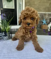 Zara - Mini, a female Miniature Goldendoodle for sale in Warsaw, NY – 5 of 5