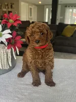 Reece - Mini, a male Miniature Goldendoodle for sale in Warsaw, NY – 4 of 4