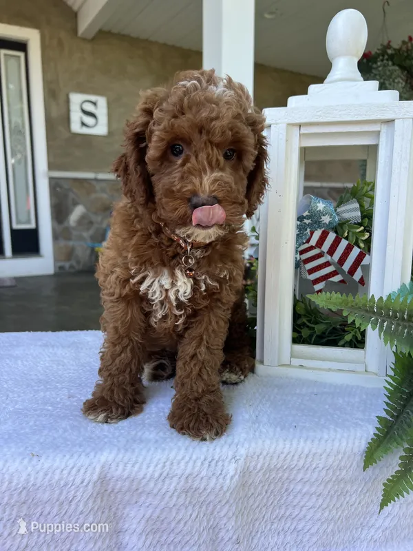 Gunner - Mini – Miniature Goldendoodle puppy for sale in Warsaw, NY