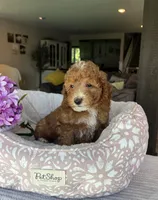George - Mini, a male Miniature Goldendoodle for sale in Warsaw, NY – 3 of 4