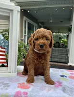 Hunter - Mini, a male Miniature Goldendoodle for sale in Warsaw, NY – 3 of 4