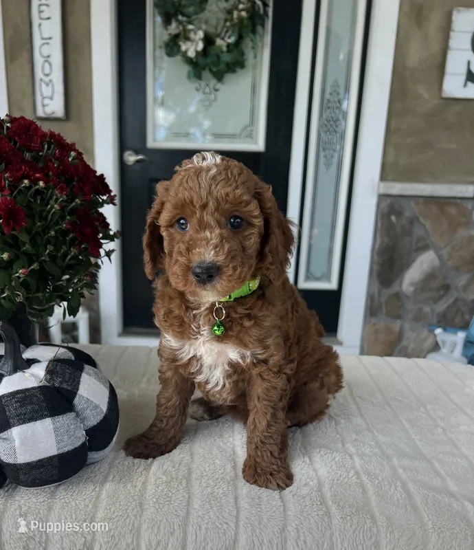 Harley - Mini – Miniature Goldendoodle puppy for sale in Warsaw, NY