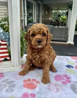 Hazel - Mini, a female Miniature Goldendoodle for sale in Warsaw, NY – 2 of 4