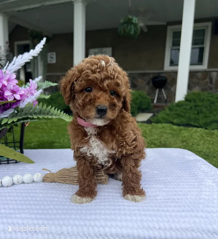 Chloe - Mini – Miniature Goldendoodle puppy for sale in Warsaw, NY