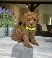 Zadie- Mini, a female Miniature Goldendoodle for sale in Warsaw, NY – 2 of 4