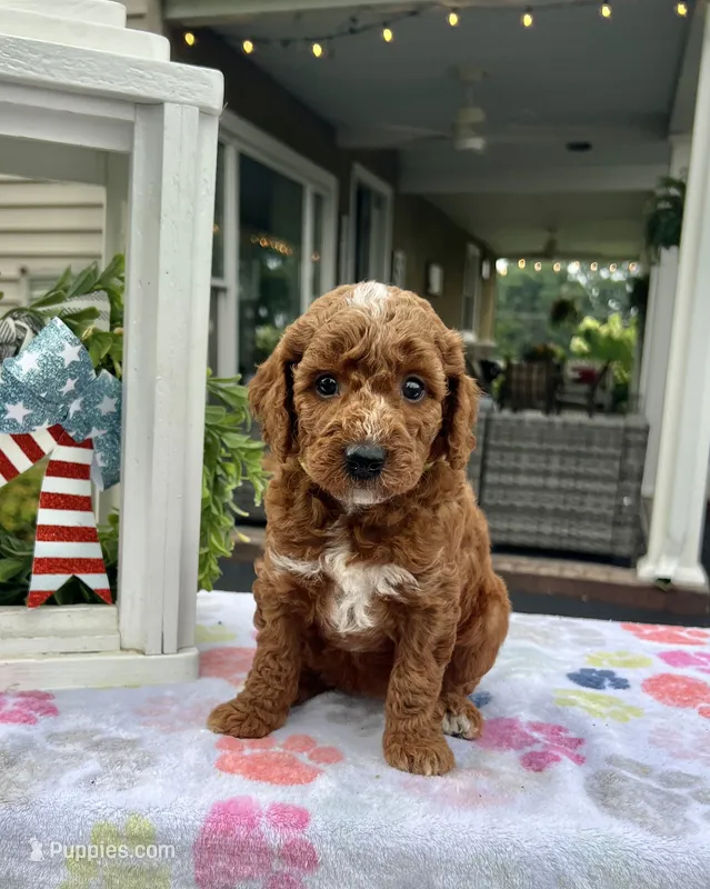 Harley - Mini – Miniature Goldendoodle puppy for sale in Warsaw, NY
