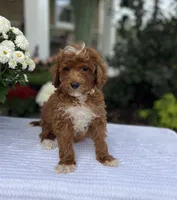 Atlas - Mini, a male Miniature Goldendoodle for sale in Warsaw, NY – 3 of 4