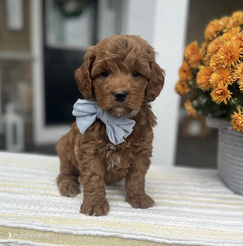 Leo - Medium – Goldendoodle puppy for sale in Warsaw, NY