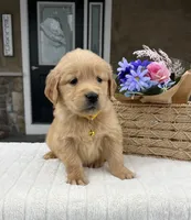 Dakota, a female Golden Retriever for sale in Warsaw, NY – Photo 3 of 4