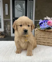 Dakota, a female Golden Retriever for sale in Warsaw, NY – Photo 1 of 4