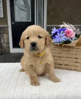 Dakota, a female Golden Retriever for sale in Warsaw, NY – Photo 2 of 4