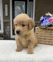 Dakota, a female Golden Retriever for sale in Warsaw, NY – Photo 4 of 4