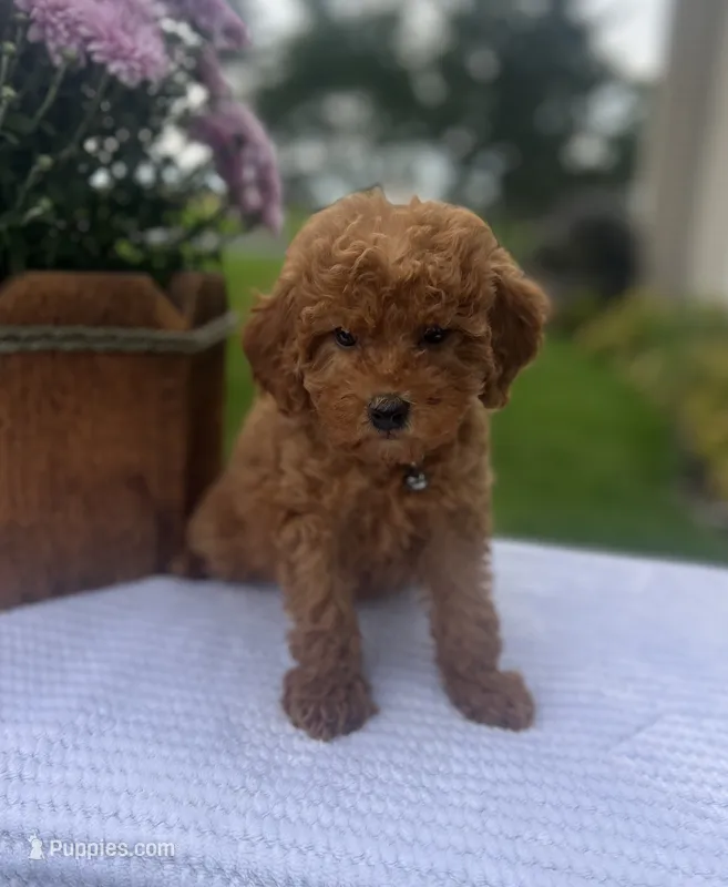 Stella - Mini – Miniature Goldendoodle puppy for sale in Warsaw, NY