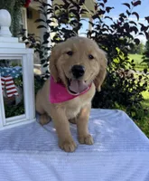 Bella, a female Golden Retriever for sale in Warsaw, NY – 6 of 6
