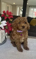 Rosie - Mini, a female Miniature Goldendoodle for sale in Warsaw, NY – 3 of 5