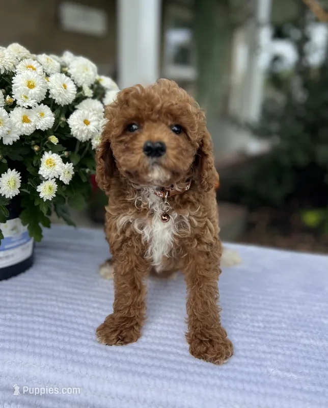 Atlas - Mini – Miniature Goldendoodle puppy for sale in Warsaw, NY
