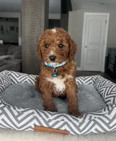 Archer - Mini, a female Miniature Goldendoodle for sale in Warsaw, NY – Photo 4 of 4