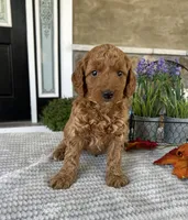 Lola - Medium, a female Goldendoodle for sale in Warsaw, NY – 2 of 3