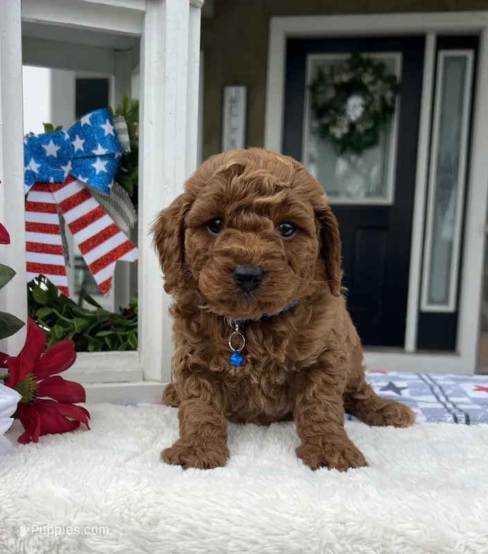 Zander - Mini – Miniature Goldendoodle puppy for sale in Warsaw, NY
