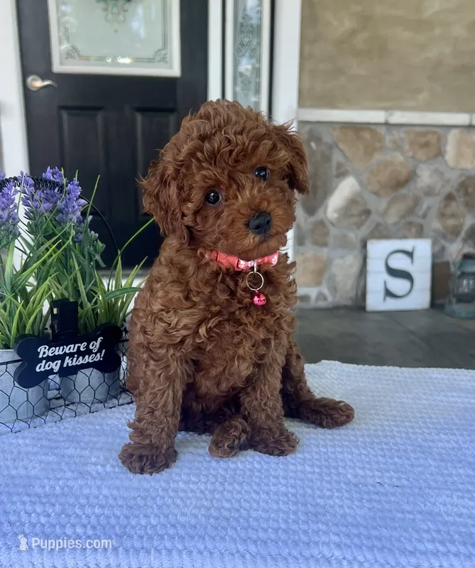 Zion - Mini – Miniature Goldendoodle puppy for sale in Warsaw, NY