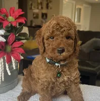 Rocky - Mini, a male Miniature Goldendoodle for sale in Warsaw, NY – 1 of 4