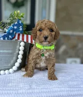Winnie - Medium, a female Goldendoodle for sale in Warsaw, NY – 1 of 4