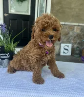 Zara - Mini, a female Miniature Goldendoodle for sale in Warsaw, NY – 2 of 5