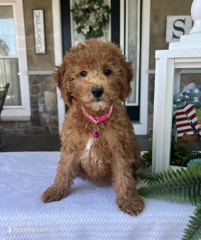 Gracie - Mini – Miniature Goldendoodle puppy for sale in Warsaw, NY