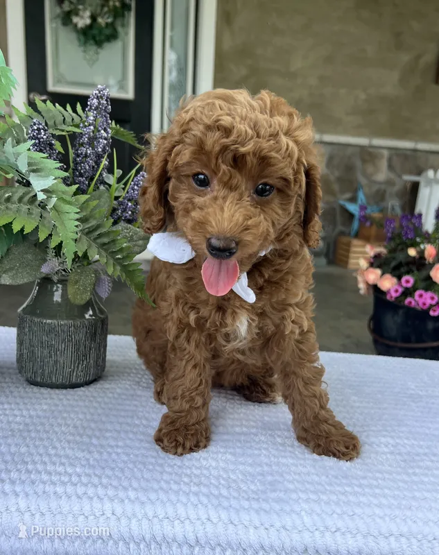 Rosie - Mini – Miniature Goldendoodle puppy for sale in Warsaw, NY