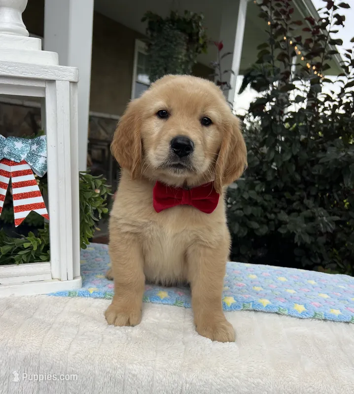 Max – Golden Retriever puppy for sale in Warsaw, NY