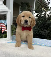 Max, a male Golden Retriever for sale in Warsaw, NY – 1 of 3