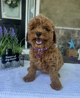 Zara - Mini, a female Miniature Goldendoodle for sale in Warsaw, NY – 3 of 5