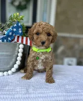 Winnie - Medium, a female Goldendoodle for sale in Warsaw, NY – 4 of 4