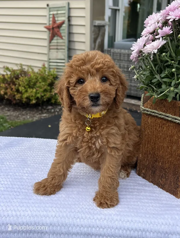 Salem - Mini – Miniature Goldendoodle puppy for sale in Warsaw, NY