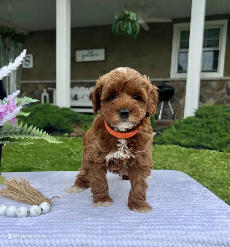Clara - Mini – Miniature Goldendoodle puppy for sale in Warsaw, NY