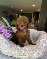 Gabbie - Mini, a female Miniature Goldendoodle for sale in Warsaw, NY – 3 of 4