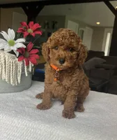 Rylie - Mini, a male Miniature Goldendoodle for sale in Warsaw, NY – 2 of 4