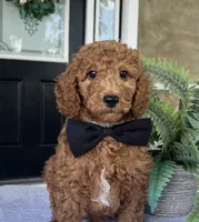 Winston - Medium, a female Goldendoodle for sale in Warsaw, NY – 2 of 4