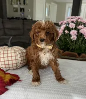 Ava - Mini, a female Miniature Goldendoodle for sale in Warsaw, NY – 4 of 4