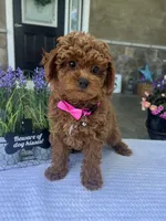 Zoey - Mini, a female Miniature Goldendoodle for sale in Warsaw, NY – 4 of 4