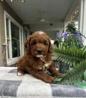 Cody - Mini, a male Miniature Goldendoodle for sale in Warsaw, NY – 2 of 3